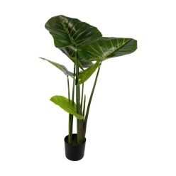 Selyemvirág Colocasia cserepes 100 cm zöld