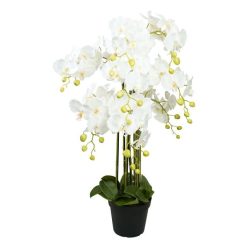   Selyemvirág Lepkeorchidea 8 ágú, kaspóban mûanyag 90 cm fehér, zöld