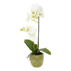   Selyemvirág Lepkeorchidea 2 ágú, kaspóban mûanyag 46 cm fehér, zöld