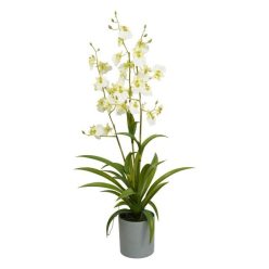   Selyemvirág orchidea 3 ágú, Oncidium, kaspóban mûanyag 70 cm fehér, zöld